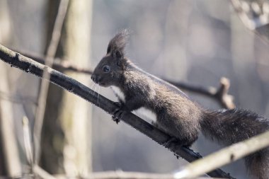 Avrasya kızıl sincabı (Sciurus vulgaris)