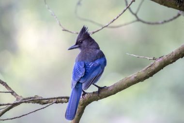 Steller 's Jay (siyanocitta stelleri)