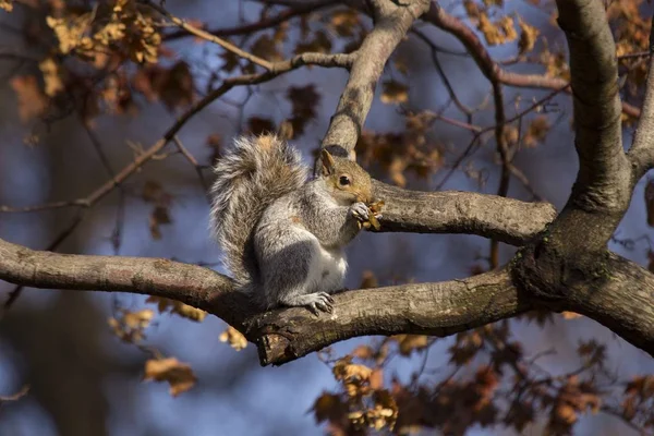 Wiewiórka szara (Sciurus carolinensis)) — Zdjęcie stockowe