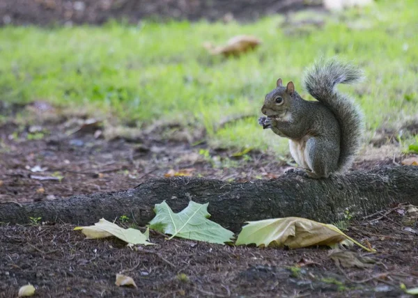 Серый белок (Sciurus carolinensis) — стоковое фото