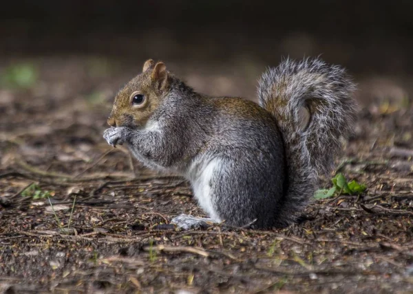 Grey Squirrel (Sciurus carolinensis) — Stock Photo, Image