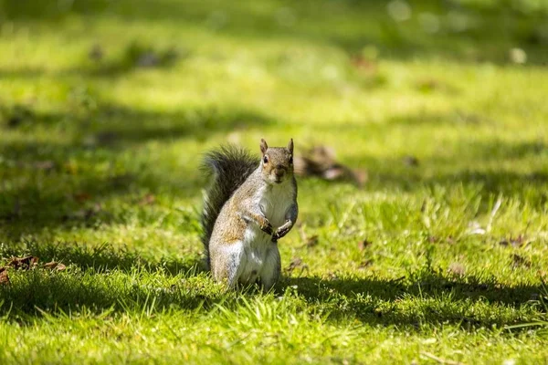 Серый белок (Sciurus carolinensis) — стоковое фото