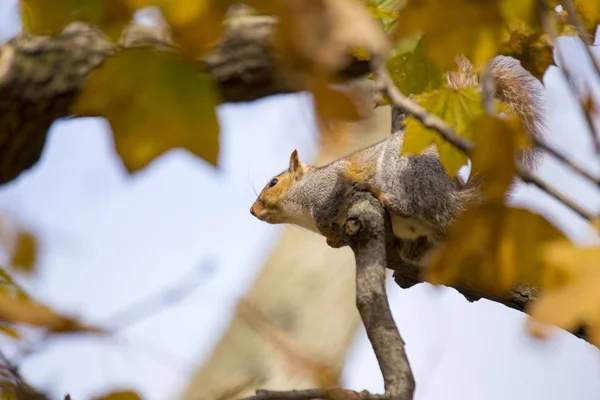 Gri Sincap (Sciurus carolinensis) — Stok fotoğraf