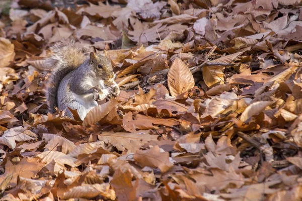 Grey Squirrel (Sciurus carolinensis) — Stock Photo, Image