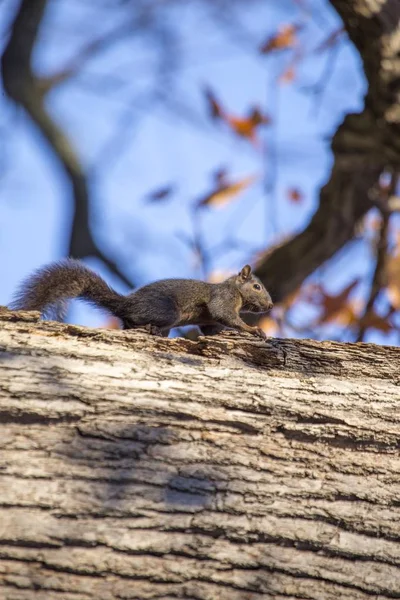 灰松鼠(Sciurus carolinensis)) — 图库照片