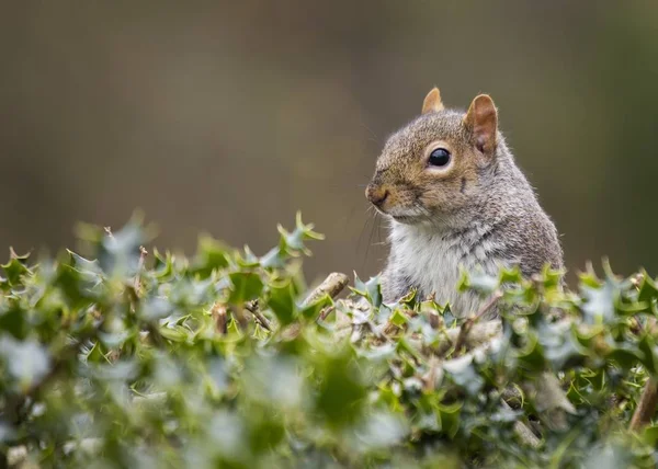 Écureuil gris (Sciurus carolinensis)) — Photo