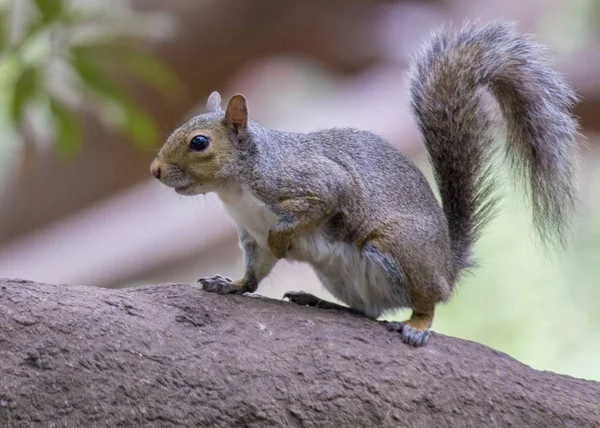 Ardilla gris (Sciurus carolinensis) —  Fotos de Stock