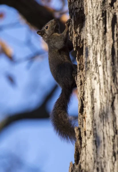 灰松鼠(Sciurus carolinensis)) — 图库照片