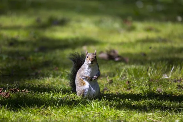 회색 다람쥐 (Sciurus carolinensis)) — 스톡 사진