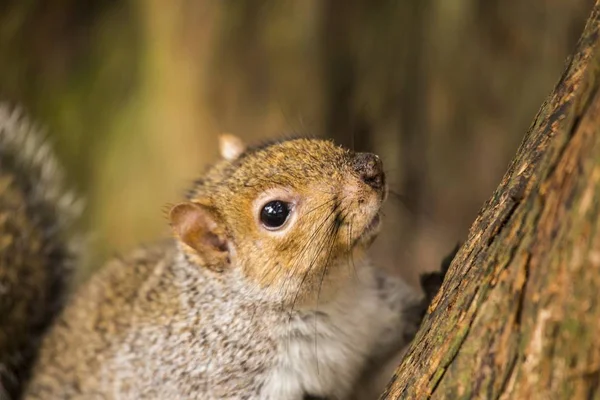 Grå egern (Sciurus carolinensis) - Stock-foto