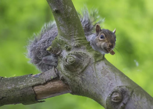 灰色のリス(学名:Sciurus carolinensis)) — ストック写真