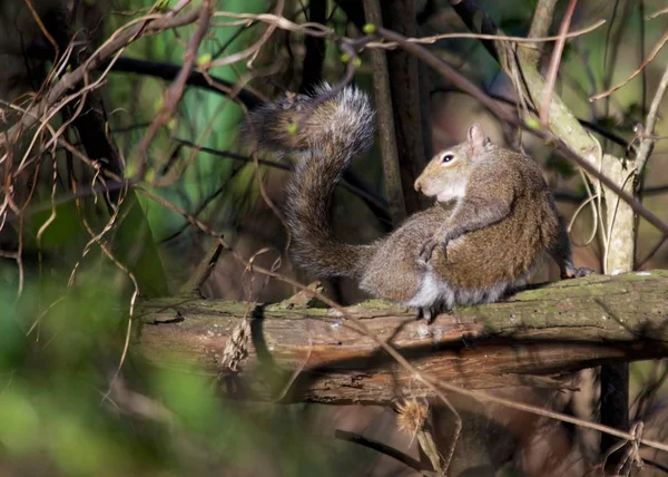 Серый белок (Sciurus carolinensis) — стоковое фото