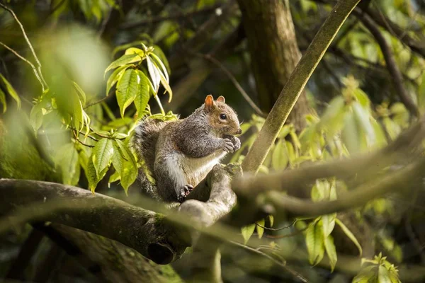 Серый белок (Sciurus carolinensis) — стоковое фото