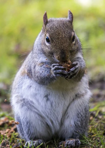 Серый белок (Sciurus carolinensis) — стоковое фото