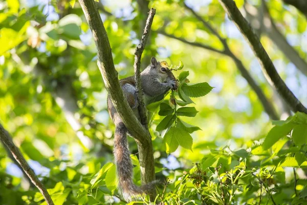 Grey Squirrel (Sciurus carolinensis) — Stock Photo, Image