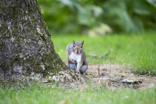 Grå egern (Sciurus carolinensis) - Stock-foto