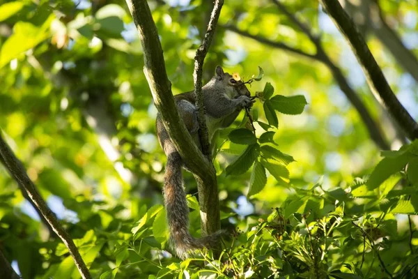Esquilo cinzento (Sciurus carolinensis) — Fotografia de Stock
