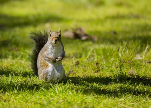 Écureuil gris (Sciurus carolinensis)) — Photo