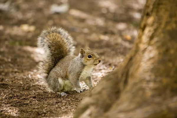 Scoiattolo grigio (Sciurus carolinensis) — Foto Stock