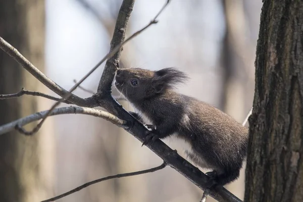 Euraziatische eekhoorn (Sciurus vulgaris)) — Stockfoto