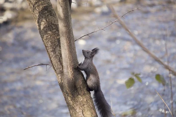 欧亚红松鼠（Sciurus vulgaris）) — 图库照片