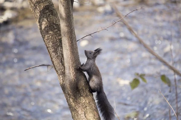 欧亚红松鼠（Sciurus vulgaris）) — 图库照片