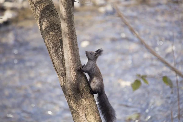 欧亚红松鼠（Sciurus vulgaris）) — 图库照片