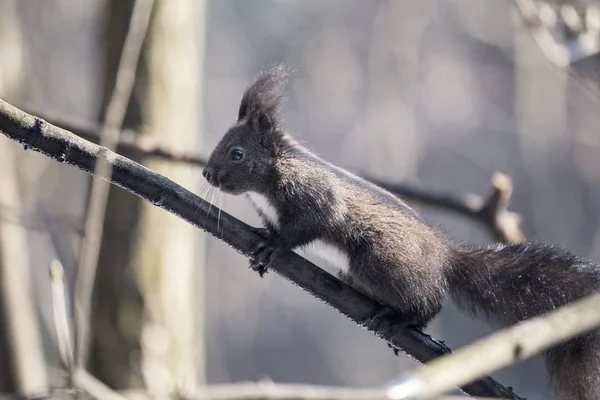 Красная белочка (Sciurus vulgaris) — стоковое фото