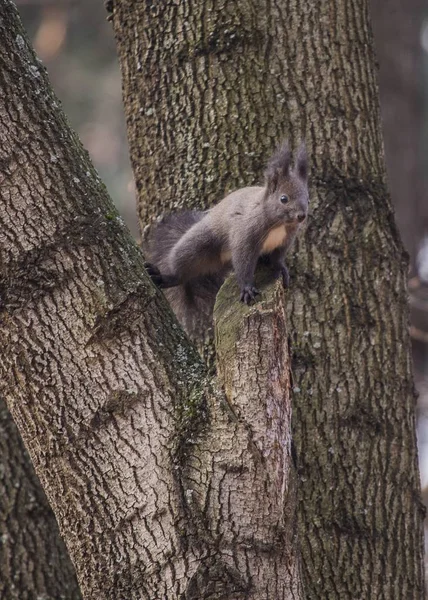 Euraziatische eekhoorn (Sciurus vulgaris)) — Stockfoto