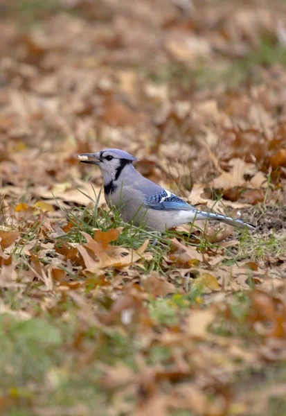 Eichelhäher (cyanocitta cristata cristata)) — Stockfoto