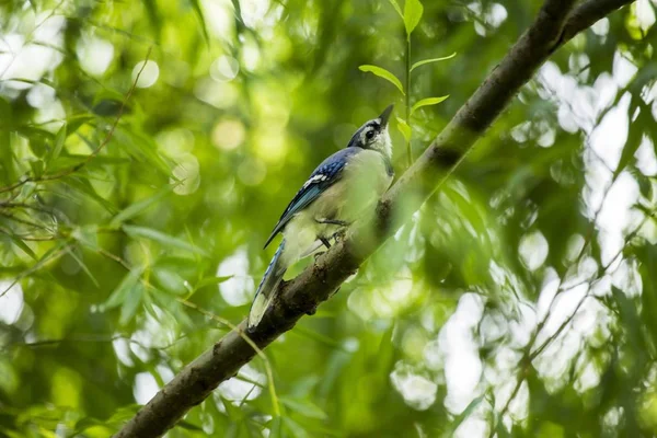 Eichelhäher (cyanocitta cristata cristata)) — Stockfoto