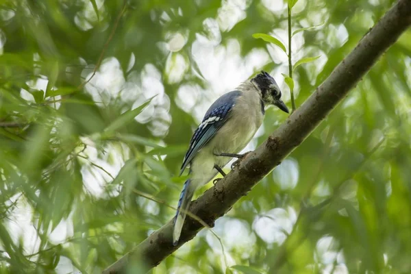 Blue Jay (Cyanocitta cristata cristata) — Stock Photo, Image