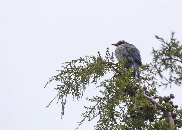 Kalifornie Scrub jay (Aphelocoma californica) — Stock fotografie