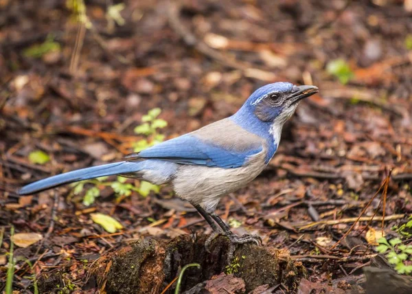 California Scrub Jay (afelocoma californica ) — Foto de Stock