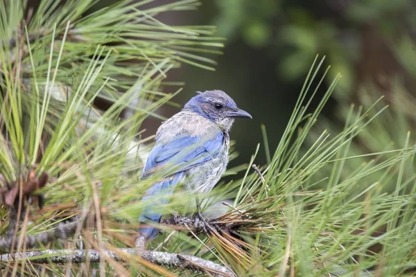 California Scrub Jay (afelocoma californica ) — Foto de Stock