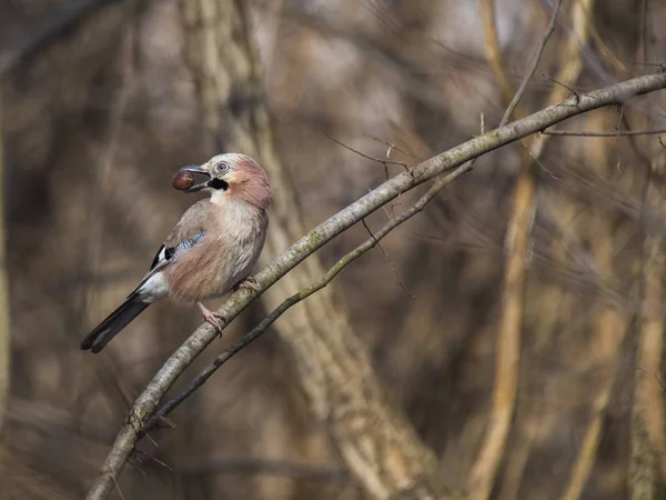 欧亚海燕（Garrulus glandarius）) — 图库照片