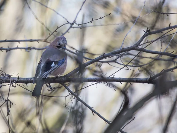 Gay eurasiático (Garrulus glandarius) — Fotografia de Stock