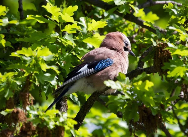 Gay eurasiático (Garrulus glandarius) — Fotografia de Stock