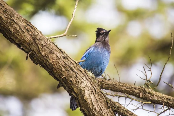 Jay de Steller (cyanocitta stelleri) — Foto de Stock