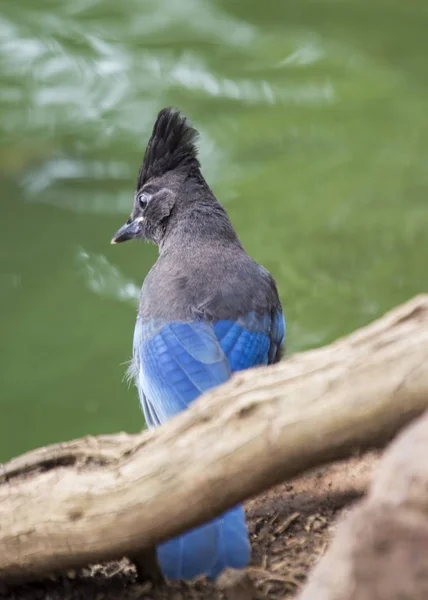 Steller 's Jay (цианоцитта)) — стоковое фото