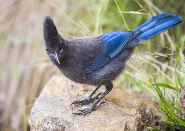 Steller 's Jay (cyanocitta stelleri)) — Stockfoto