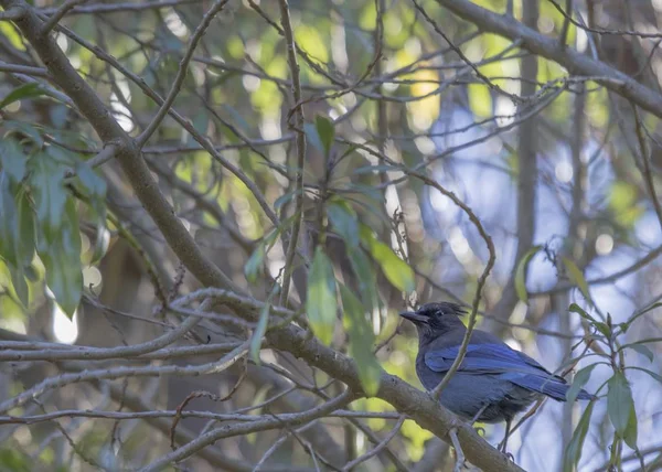 스 텔러의 제이 (cyanocitta stelleri)) — 스톡 사진