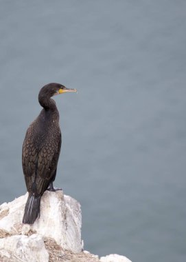 Büyük Karabatak (Phalacrocorax karbo)