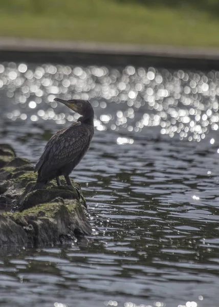 大角羚(Phalacrocorax carbo)) — 图库照片