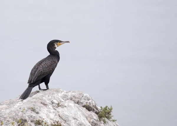 Grande Cormorão (Phalacrocorax carbo) — Fotografia de Stock