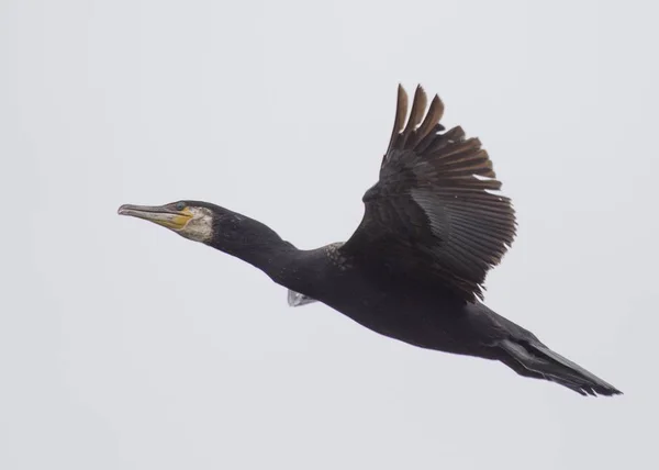 Большой баклан (Phalacrocorax carbo) — стоковое фото