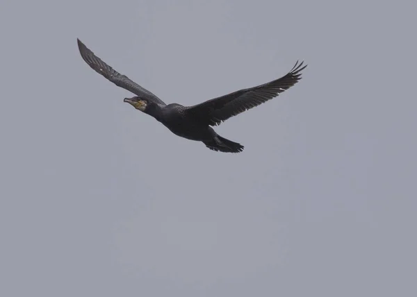 Cormorano grande (Phalacrocorax carbo) — Foto Stock