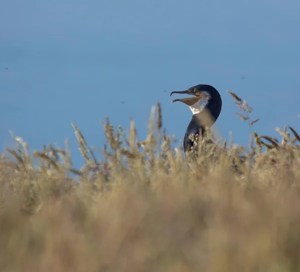 偉大なCormorant (Phalacrocorax carbo) — ストック写真