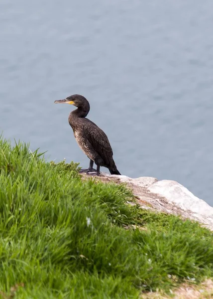 Great Cormorant (Phalacrocorax คาร์โบ ) — ภาพถ่ายสต็อก