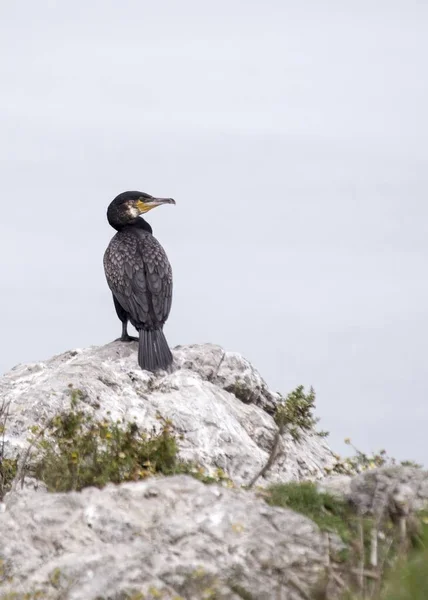 Cormorano grande (Phalacrocorax carbo) — Foto Stock